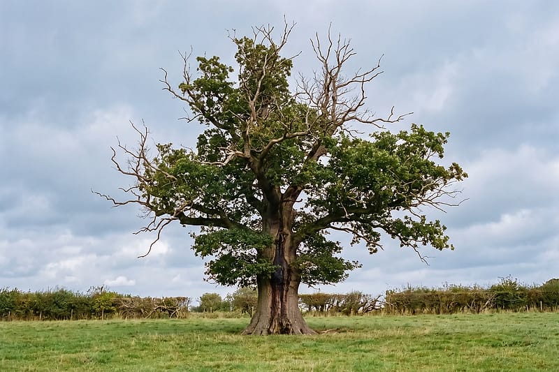 A large old oak standing alone in a field, its upper crown thinning with dead twigs and a dark stain on the trunk