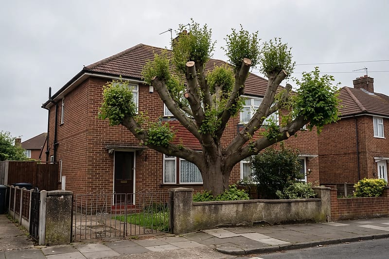A badly topped tree in a front garden, its limbs cut back to stumps with clusters of thin new shoots growing from the cuts