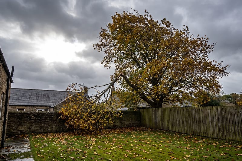 A large sycamore in a stone-walled back garden on a windy autumn day, with a broken branch hanging in its crown and leaves blowing across the lawn