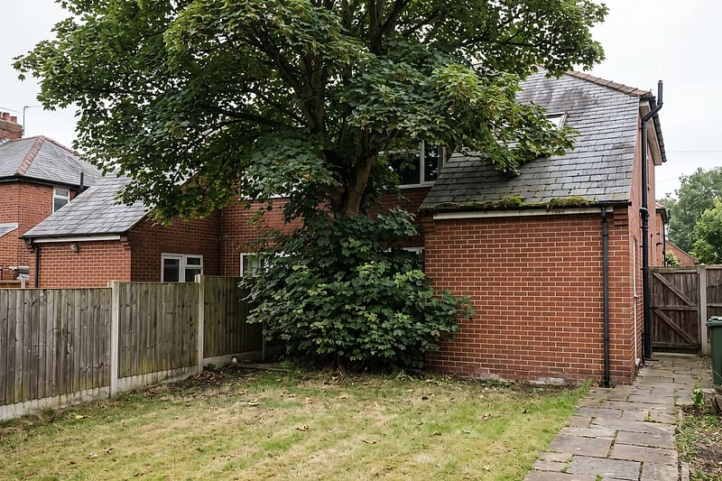 A large sycamore growing close to the back of a brick semi-detached house, its branches spreading over the roof