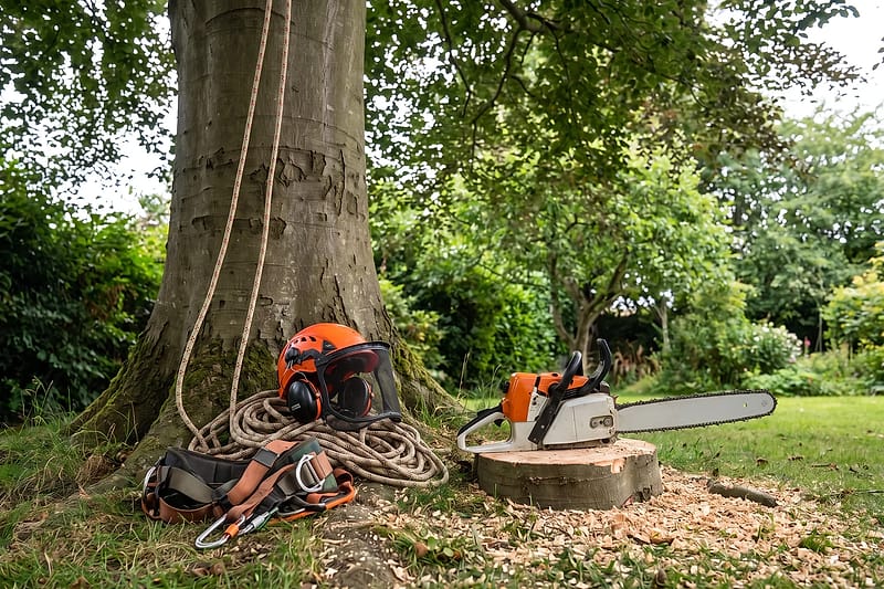 Tree surgery climbing kit at the foot of a mature tree: rope running into the canopy, helmet, harness and a chainsaw on a cut log