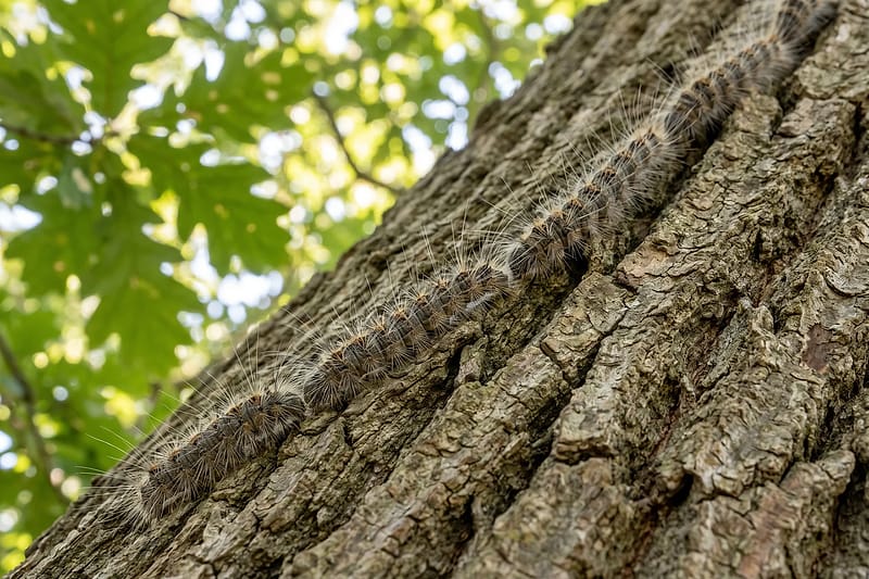 Hairy oak processionary moth caterpillars moving nose to tail in a line up the bark of an oak