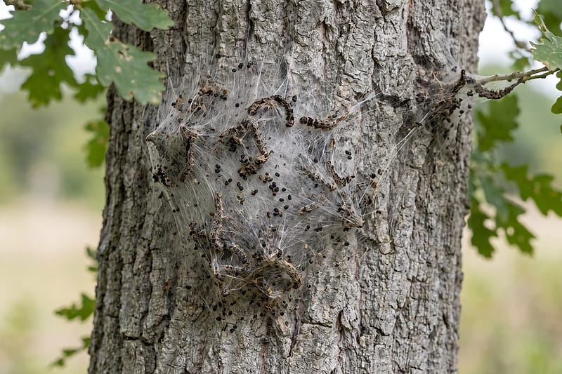 A pale silken caterpillar nest stuck to the bark of an oak trunk, the kind left by oak processionary moth