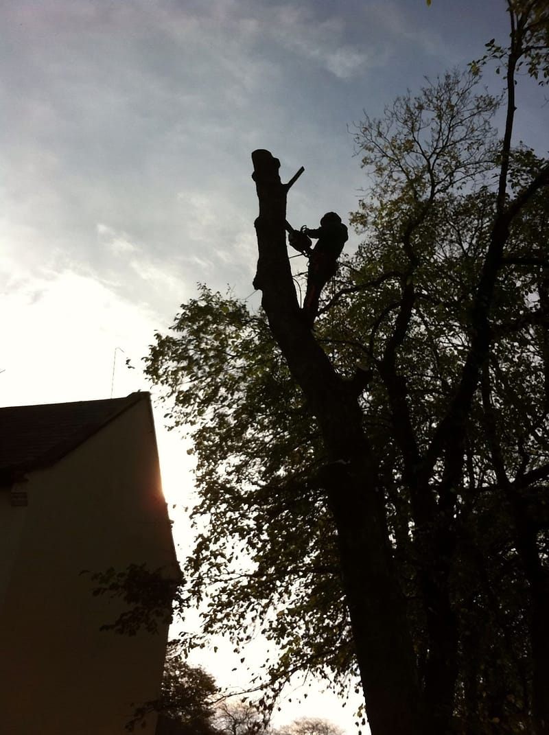 Climber working high in a tree canopy, silhouetted against the sky, reducing the crown beside a house