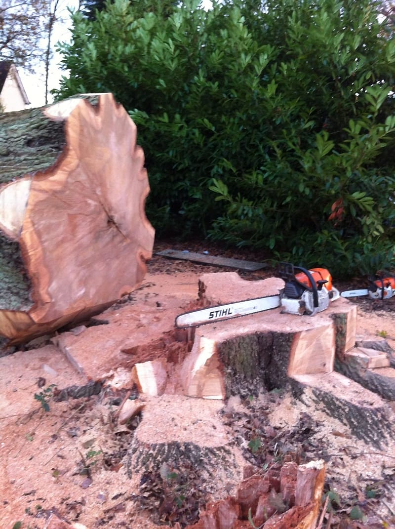 Freshly cut tree stump with a Stihl chainsaw resting on top and a large slice of trunk standing beside it