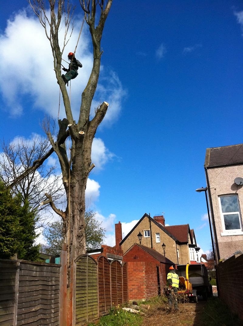 Treemasters climber in an orange helmet roped into a tall tree, taking it down in sections behind terraced houses while a groundworker in hi-vis feeds the chipper