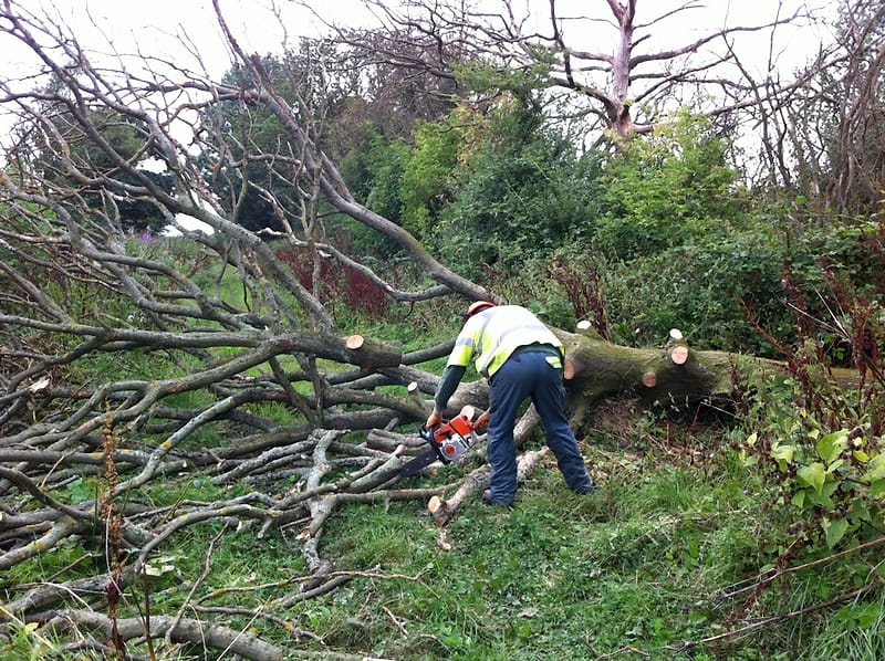 Treemasters tree surgeon in hi-vis and helmet cutting up a large fallen tree with a chainsaw in an overgrown field