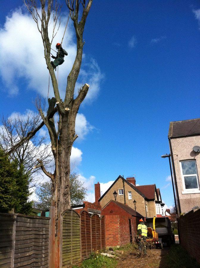 Tree surgeon at work in County Durham