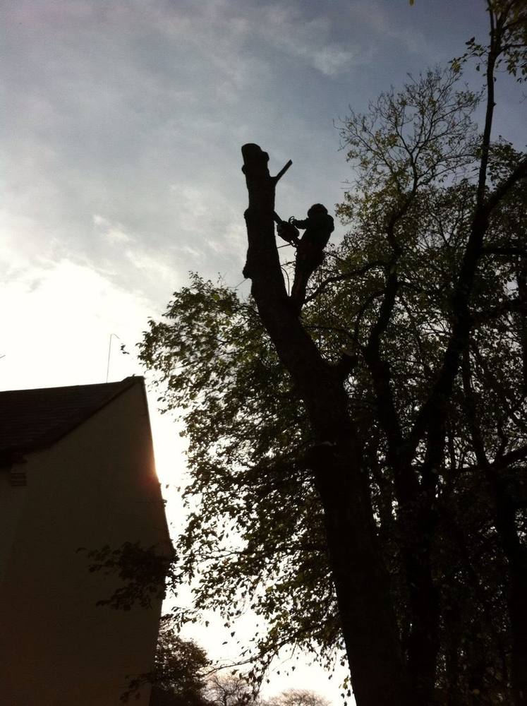 Arborist carrying out crown reduction