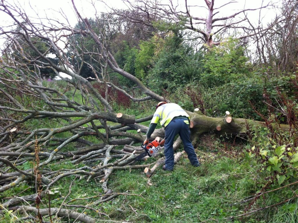 trimming a felled tree using chainsaws